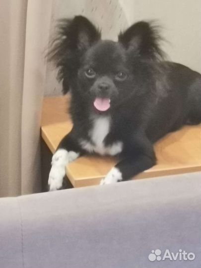 Вязка чихуахуа мальчик