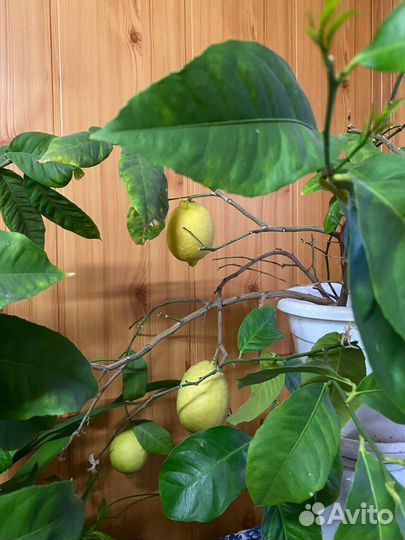 Лимон плодоносящий