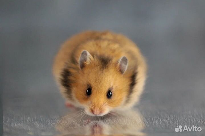 Сирийские Ангорские Хомяки Джунгарские Доставка