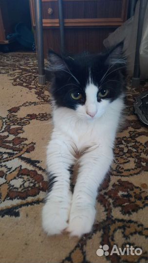 Кошка,бело-черная, очень красивая, стерилизованая