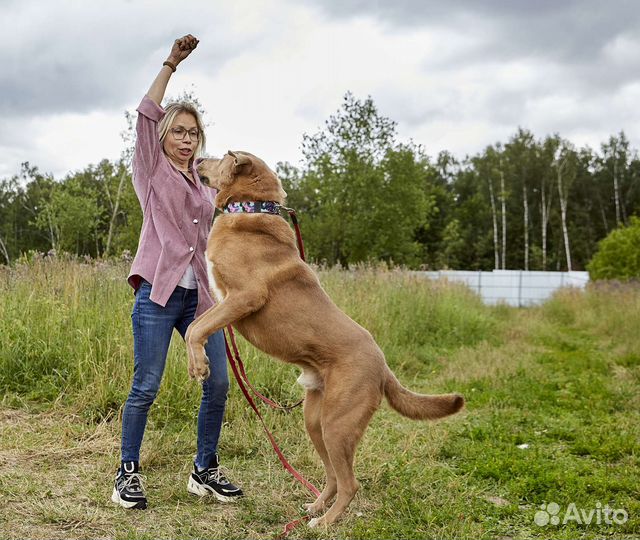 Эксклюзивный пёс в дар