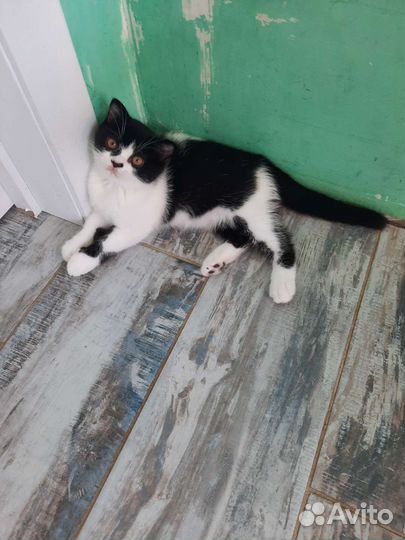 Британские котята