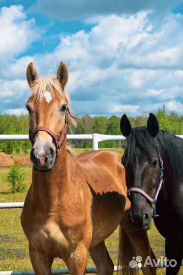 Конные прогулки по полям и лесам