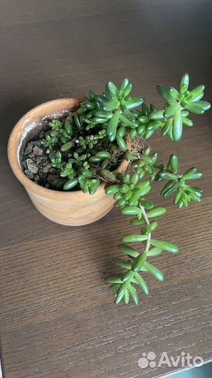 Суккуленты