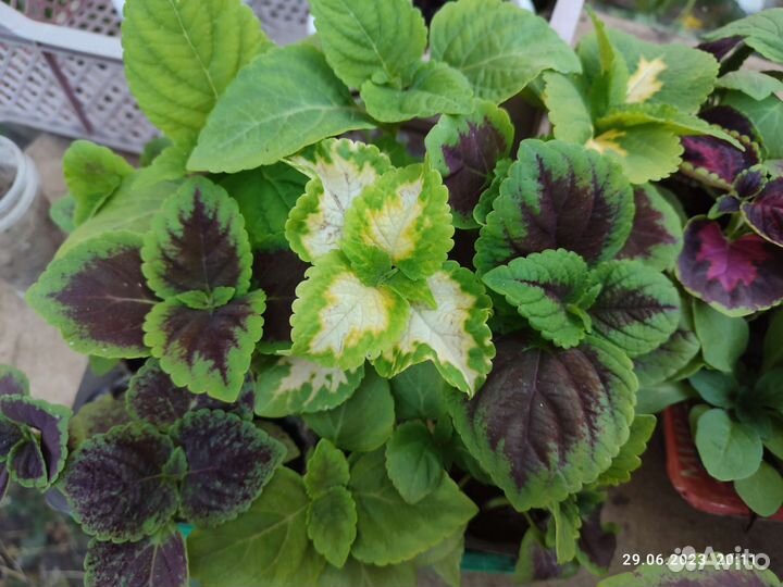 Колеусы вегетативные