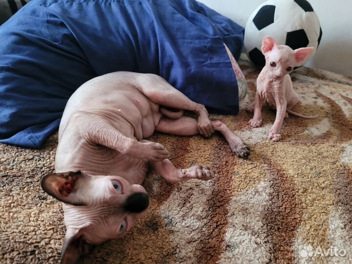 Канадский сфинкс котенок девочка