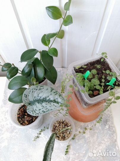 Сциндапсус пиктус экзотика