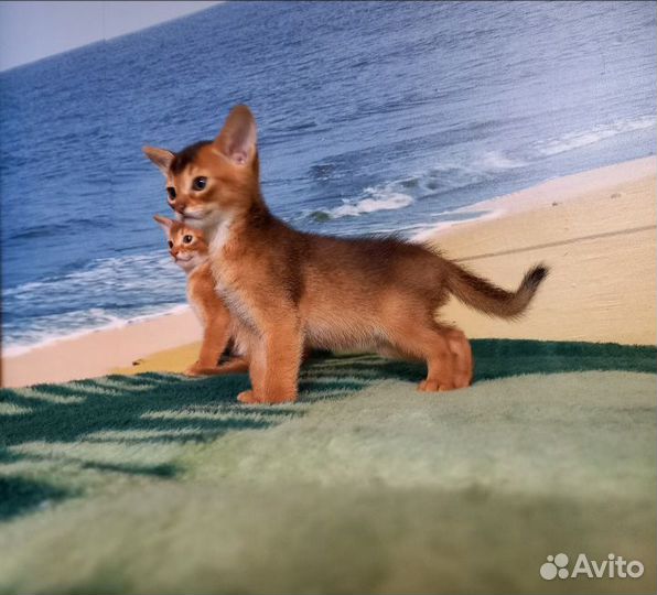 Абиссинские котята