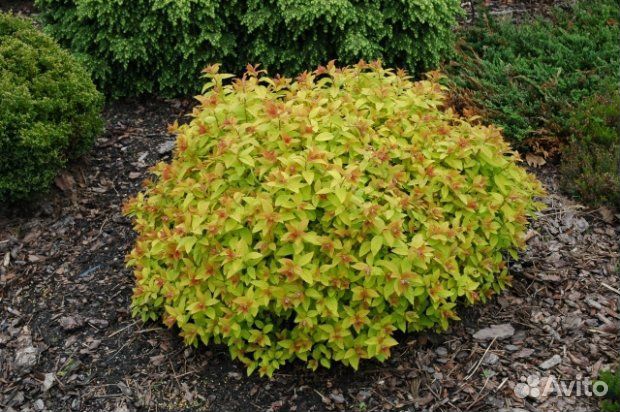 Спирея Голд Флэйм