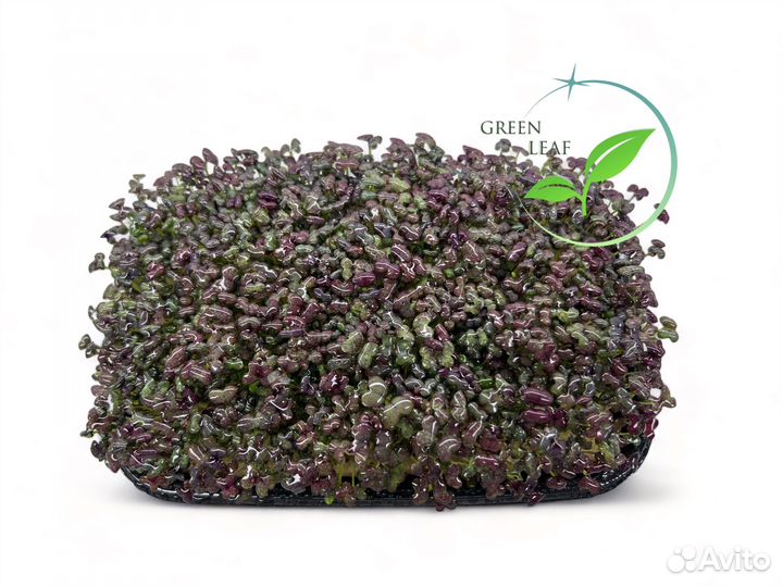 Микрозелень Капуста 