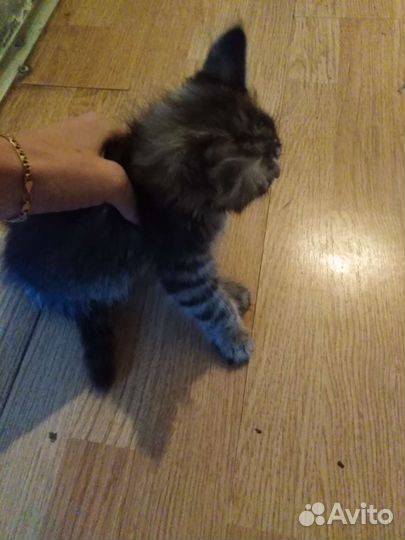 Кошка в дар бесплатно