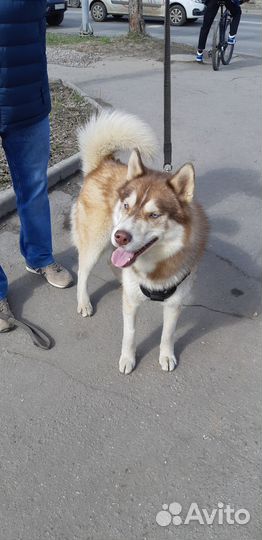 Хаски в добрые руки