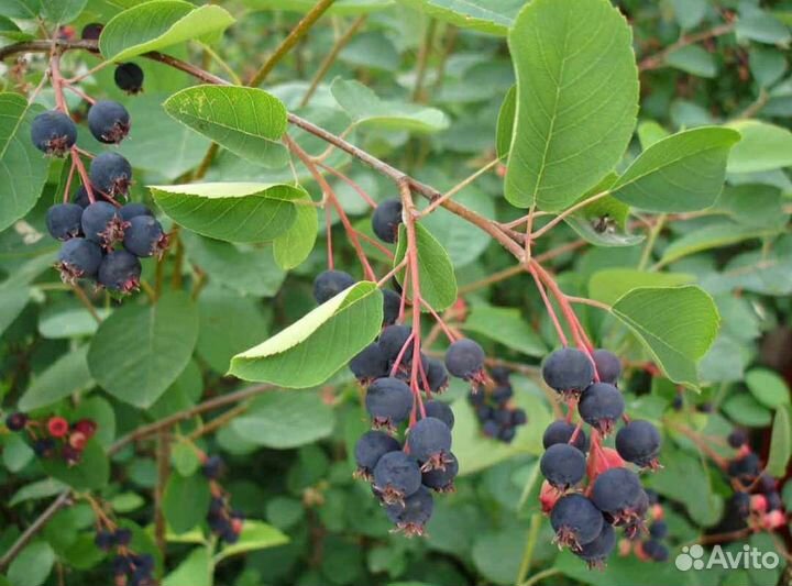 Ирга саженцы