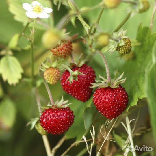 Ремонтантная земляника от взрослая,плодоносящая