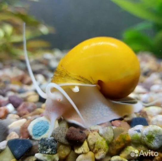 Улитки ампулярии