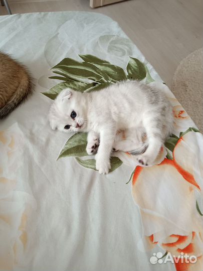 Шотландская шиншилла
