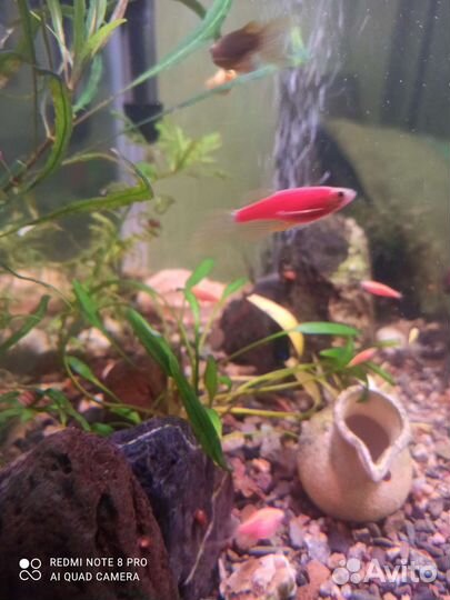 Улитки ампулярии, креветки