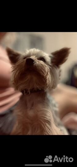 Йоркширский терьер