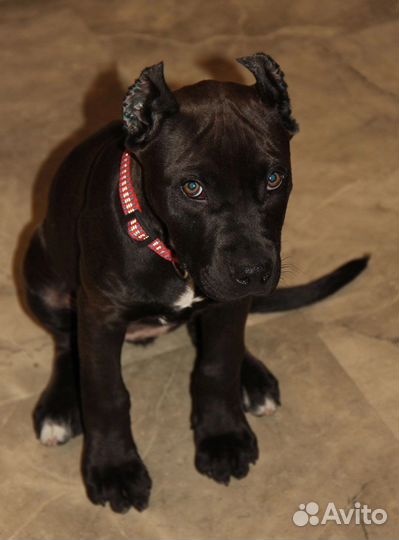 Прайтер питбуль