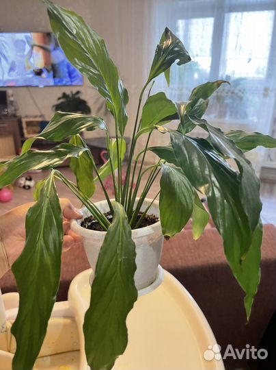 Спатифиллум,аспарагус,алое, лимон