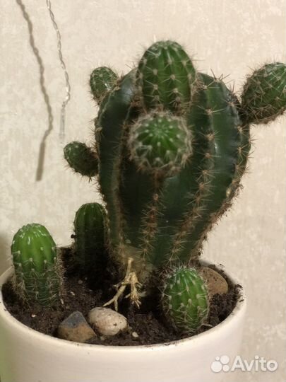 Кактус (дети)