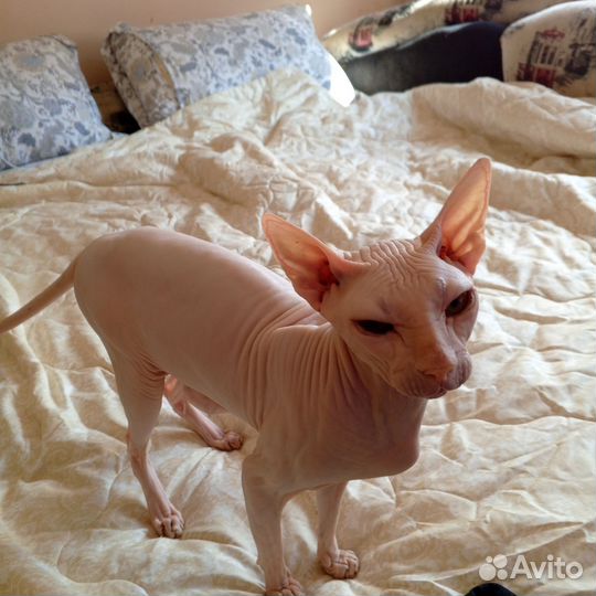 Донской сфинкс