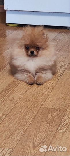 Шикарные парни