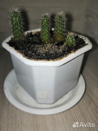 Кактусы редкие