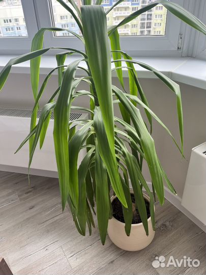 Пальма юкка