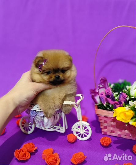 Щенки шпиц девочки и мальчики