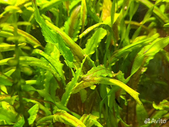 Криптокорина Вендта небольшие кусты для аквариума