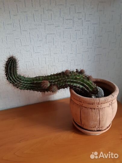 Кактус эхинопсис