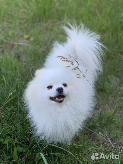 Шпиц (вязка)