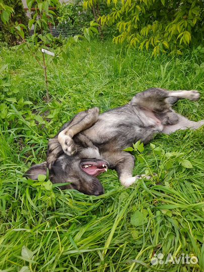 Собака для охраны