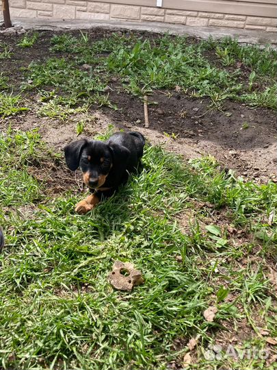 Щенки таксы