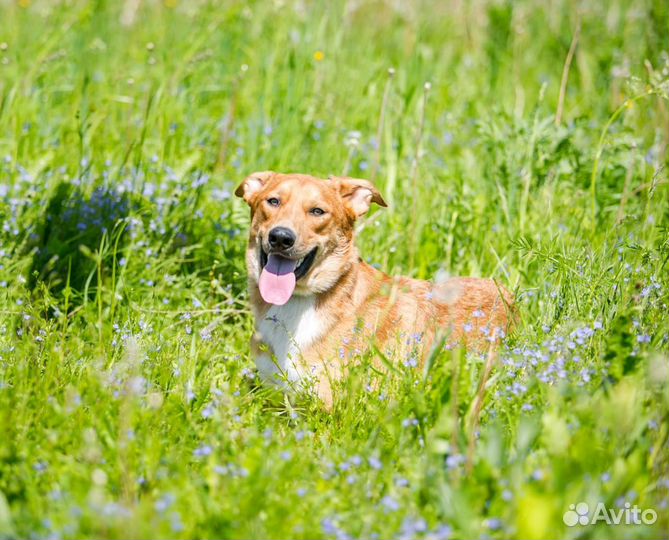 Собака в дар в добрые руки