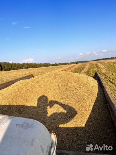 Пшеница,овёс,ячмень