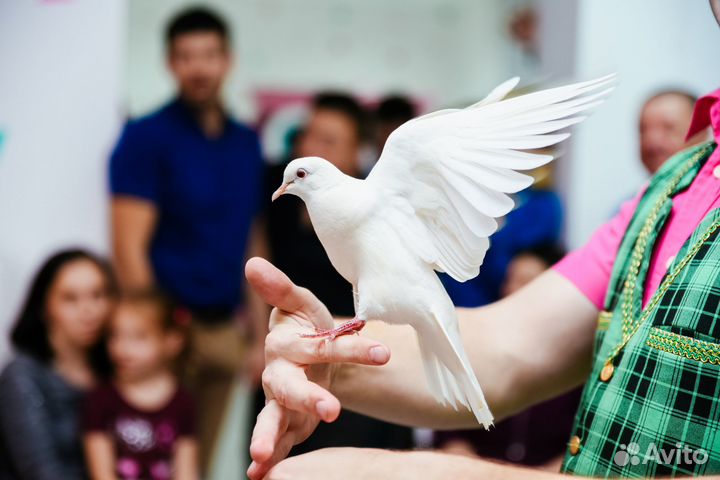 Фокусник в Красноярске Для детей и взрослых