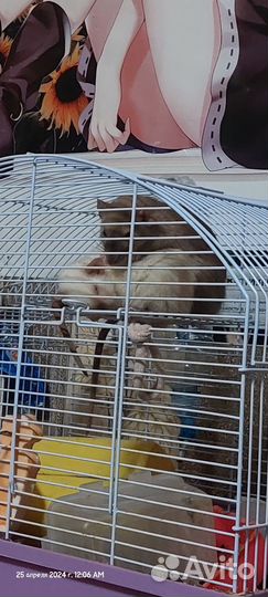 Крыски с клеткой