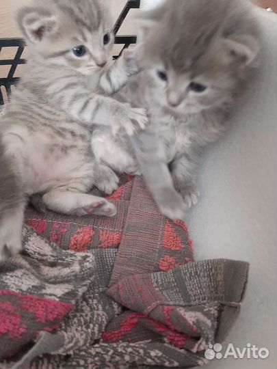 Кошка в дар бесплатно