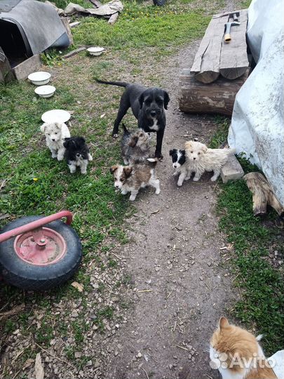 Щенки мелких пород