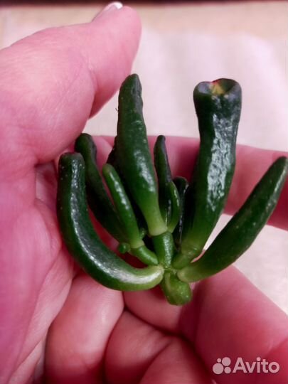 Крассула Леголас