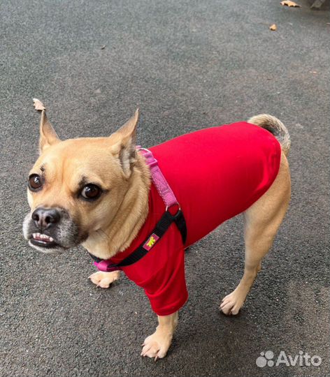 Кофточка, толстовка для любимца