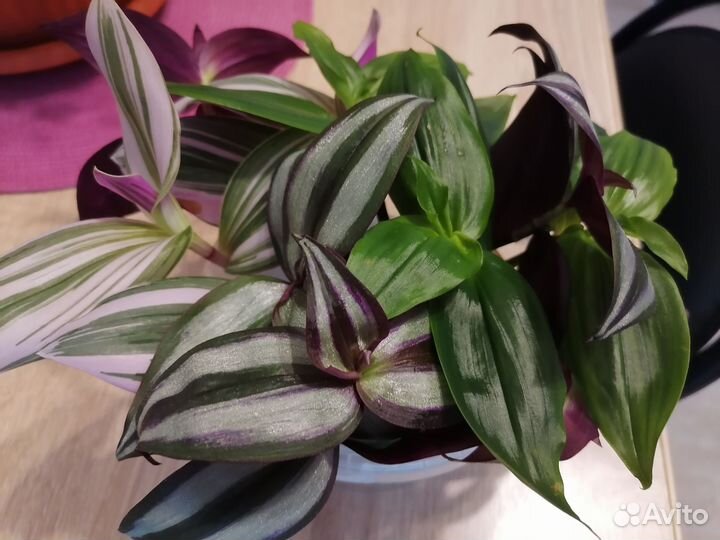 Традесканция