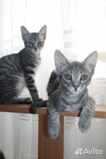 Котята подростки