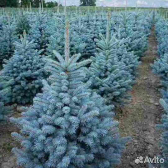Саженцы Ели Супер блю