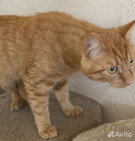 Рыжий кот