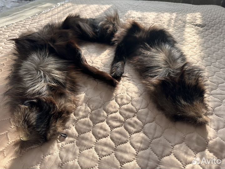 Горжетка лиса чернобурка