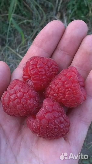 Малина домашняя