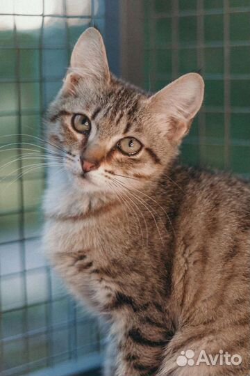 Котик в добрые руки